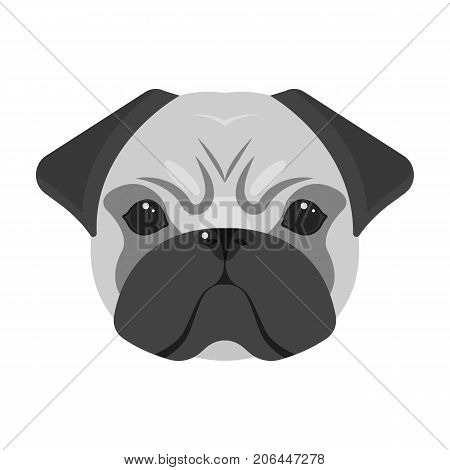 Breed of a dog, a pug.Pug's muzzle single icon in monochrome style vector symbol stock illustration .