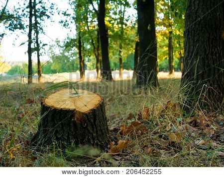 Tree stump after cutting a tree in autumn forest. Autumn forest landscape