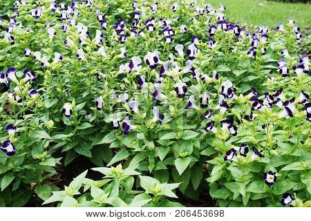 beautiful Torenia fournieri flower in nature garden