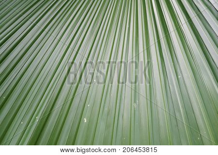 close up fresh green palm leaves texture