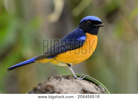 beautiful male Rufous-bellied Niltava (Niltava sundara) in Thai forest