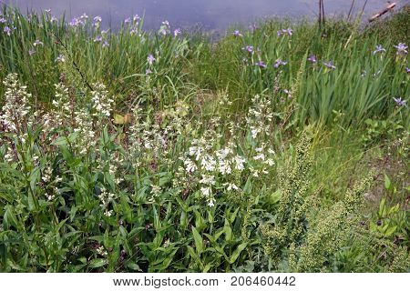 Penstemon digitalis (commonly known as foxglove beard-tongue, or talus slope penstemon) blooms near a small lake in Joliet, Illinois during June.