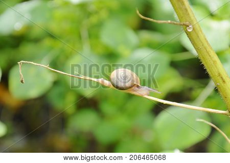 snail crawling on ivy branch in garden