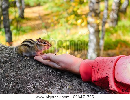 Chipmunk eats delicious nuts from his hand