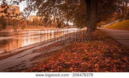 Autumn landscape with a beautiful road with ellow trees.