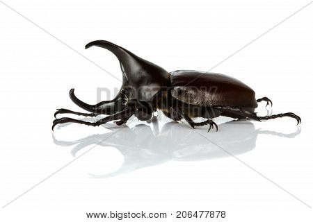 Male Rhinoceros Beetle