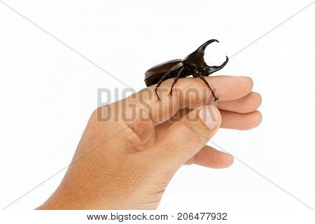 Male Rhinoceros beetle on hand isolated on white background