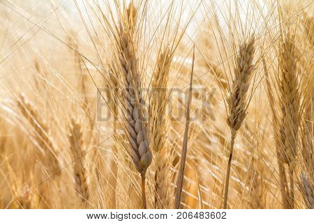 wheat in a big field on a sunny day