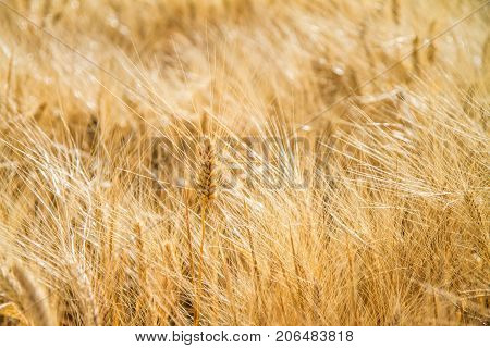 wheat in a big field on a sunny day