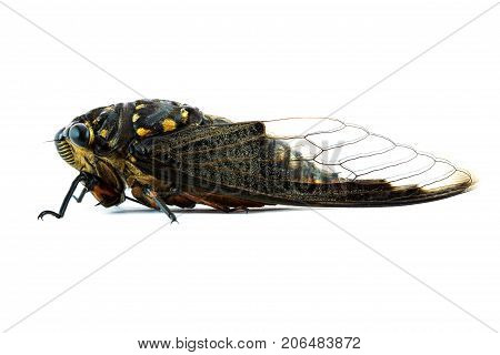 Cicada Insect
