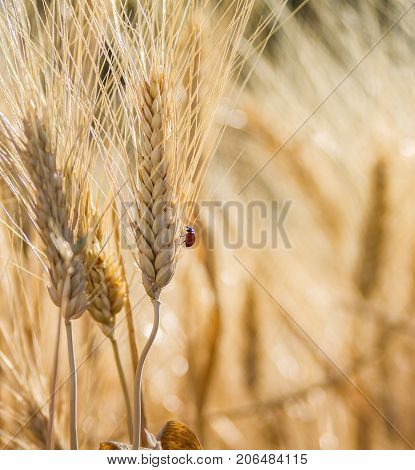 Ladybug on a wheat in a big field