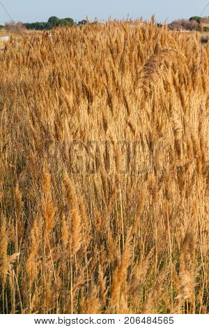 wheat in a big field on a sunny day