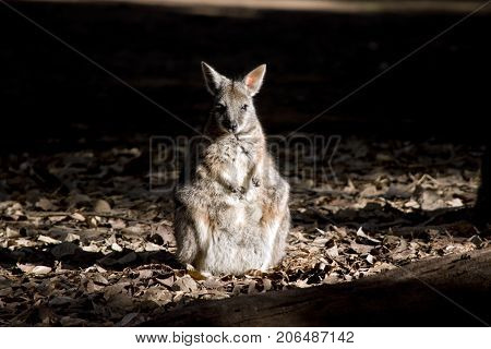 the Tammar wallaby is in the middle of a field