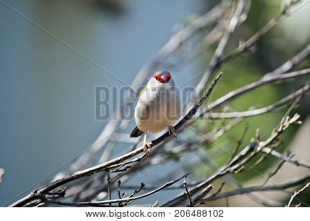 the red browed finch is perched on a bush