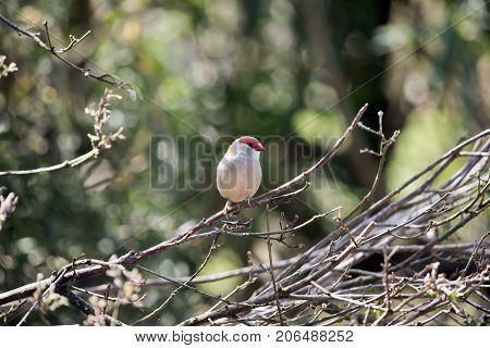the red browed finch is perched on a bush