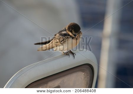 Bird On A Boat