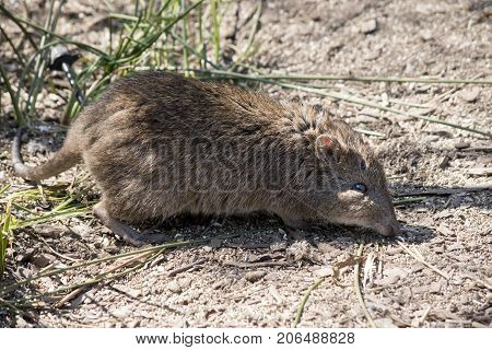 this is a side view of a long nosed potoroo