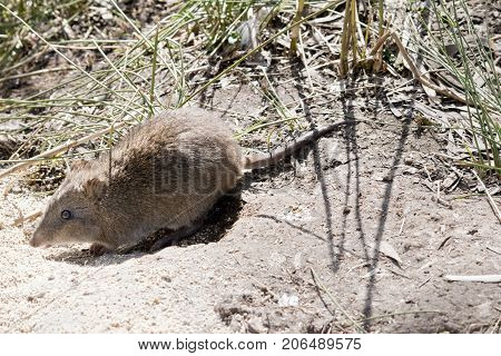 this is a side view of a long nosed potoroo