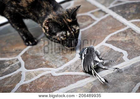 Magpie bird killed by cat, most of Magpie birds in nature are Predator of cat, Magpie bird dead