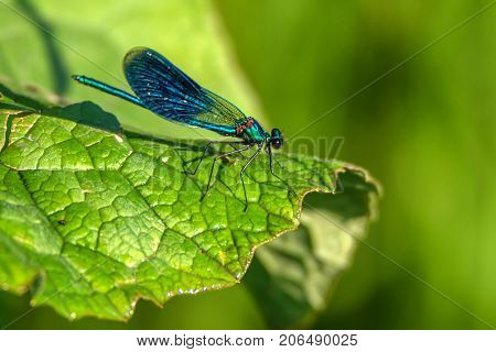 Male banded demoiselle or Calopteryx splendens at rest