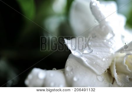 A Gardenia jasminoides flower in rain drops against a dark background. A white Gardenia jasminoides flower, another name of this flower is Cape jasmine, Gardenia jasmine