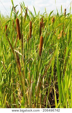Common bulrush (Typha latifolia) or Broadleaf cattail