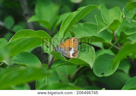 The Coenonympha arcania or Pearly Heath butterfly on a green leaf close up