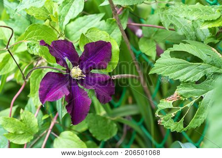 Closeup bright blue flower of blossoming Clematis Jackmanii