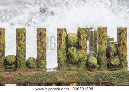 Slimy green algae covering rocks on a rusty beach groyne in front of rough sea. Environmental decay problem.