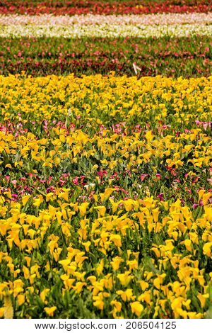 Calla Garden Field Cultivation
