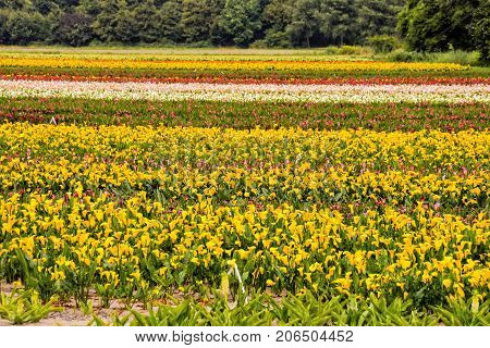 Calla Garden Field Cultivation