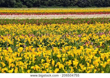 Calla Garden Field Cultivation