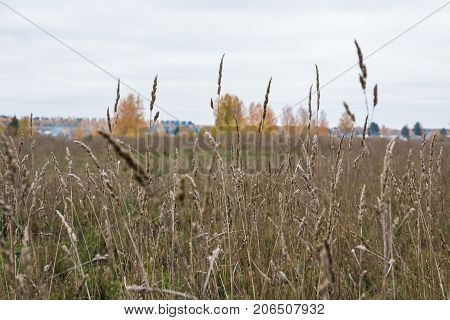 Field And Trees On The Background