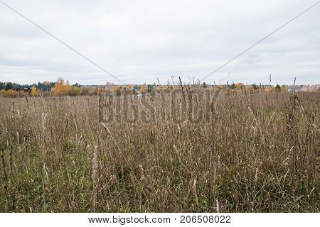 Field And Trees On The Background
