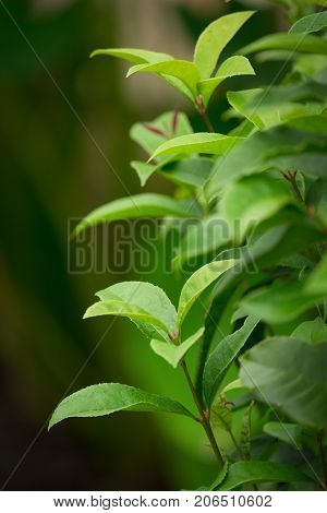 Green leaves Camellia sasanqua plant nature background