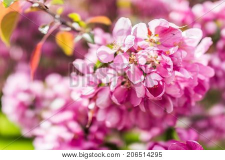 Macro Closeup Of Vibrant Pink Cherry Blossoms