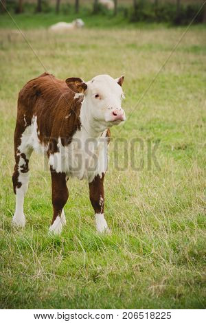 Calf standing in field close to Lacock village Wiltshire England UK