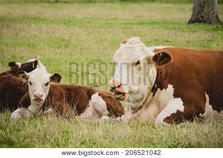 Cow and calf in a field close to Lacock village Wiltshire England UK