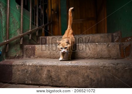 Homeless ginger kitten in the entrance house