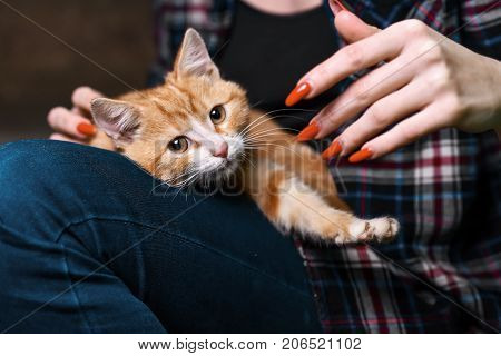 Kitten sitting on hands at the girl
