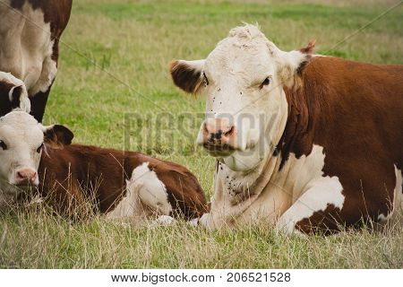 Cow and calf close to Lacock village Wiltshire England UK
