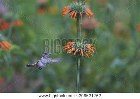 Oasis Hummingbird (Rhodopis vesper) in flight, feeding on orange flowers at the Hummingbird Sanctuary in the Azapa Valley near Arica in northern Chile.