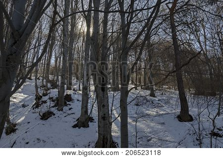 Sunlight beech or fagus forest  on winter time in Vitosha mountain, Bulgaria