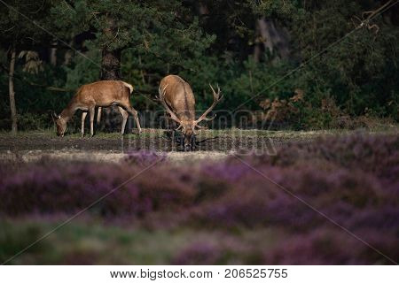 Red Deer (cervus Elaphus) With Antlers In Mud Drinking At Puddle.
