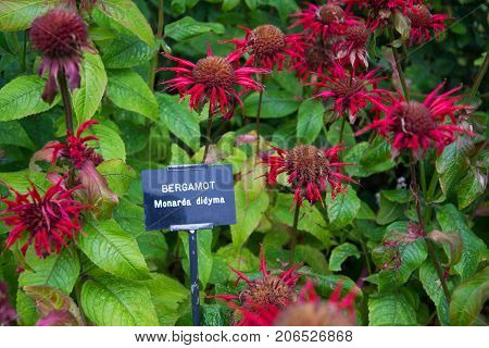 Bergamot