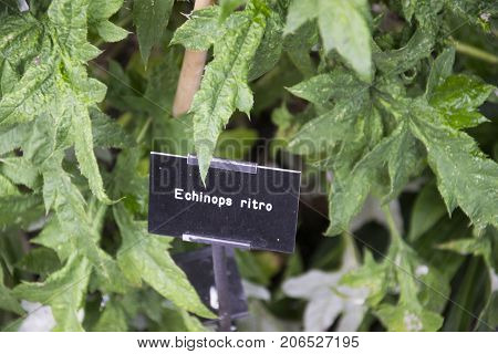 a black sign with the words echinops ritro