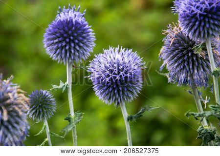 Echinops Ritro