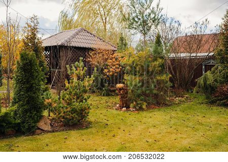 late autumn garden view with wooden shed and conifers. November in country.