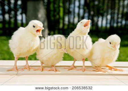 Little bird of turkey in women's hands poultry in a wooden box. Turkey is a feathered bird on green grass.