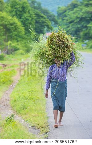 SHAN STATE MYANMAR - SEP 06: Burmese farmer working on a field in Shan state Myanmar on September 06 2017 agriculture is the main industry in Myanmar